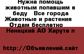 Нужна помощь животным попавшим в беду - Все города Животные и растения » Отдам бесплатно   . Ненецкий АО,Харута п.